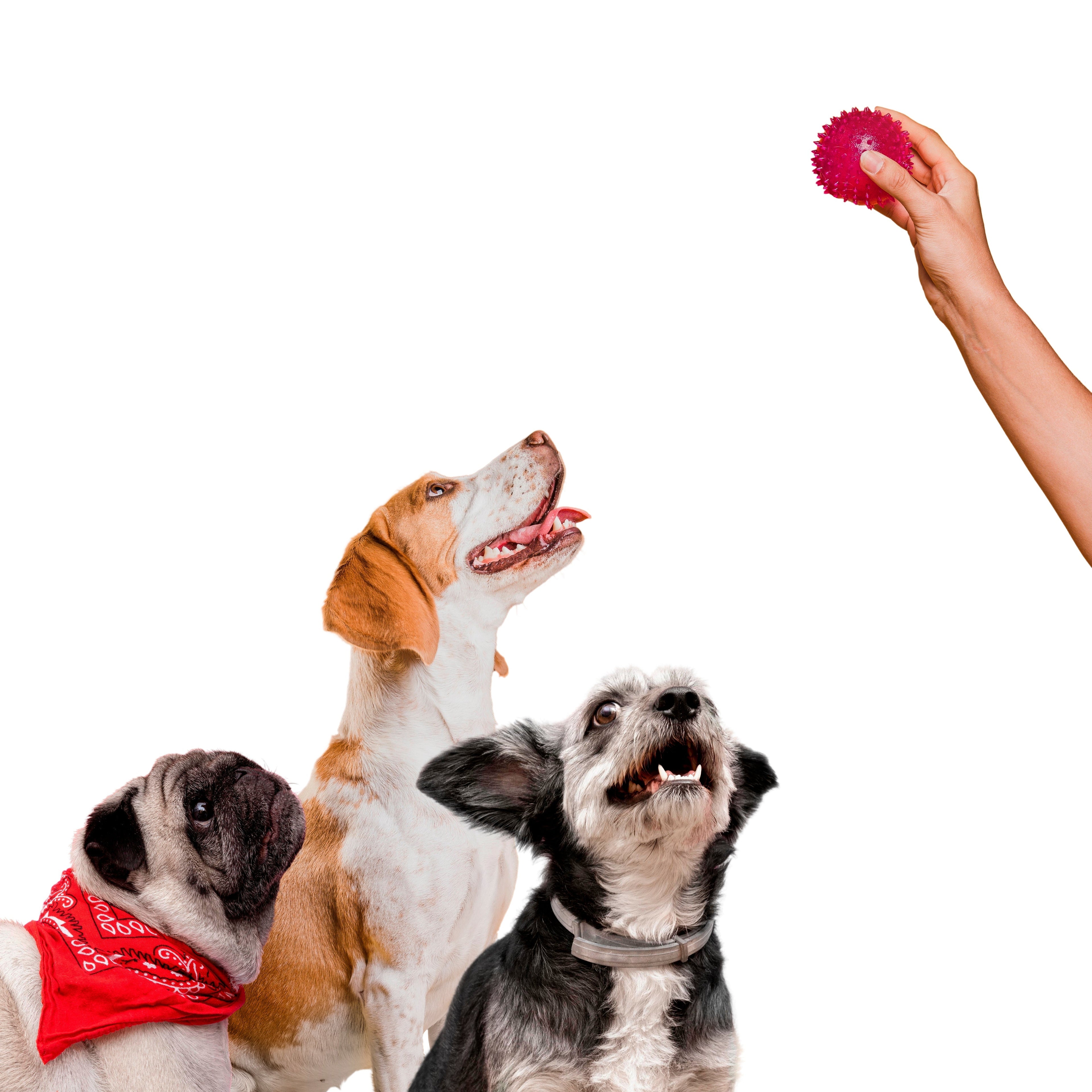 I Only Realized the Truth After Using a Mini Camera: My Nanny Was Hurting My Pets and My Child